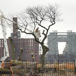 Two teams with bucket crews at work earlier in December, chainsawing the trees of East River Park. In the background is a new waterfront residential tower, located at Brooklyn’s former Domino Sugar Refinery.